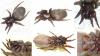 Scotophaeus sp.